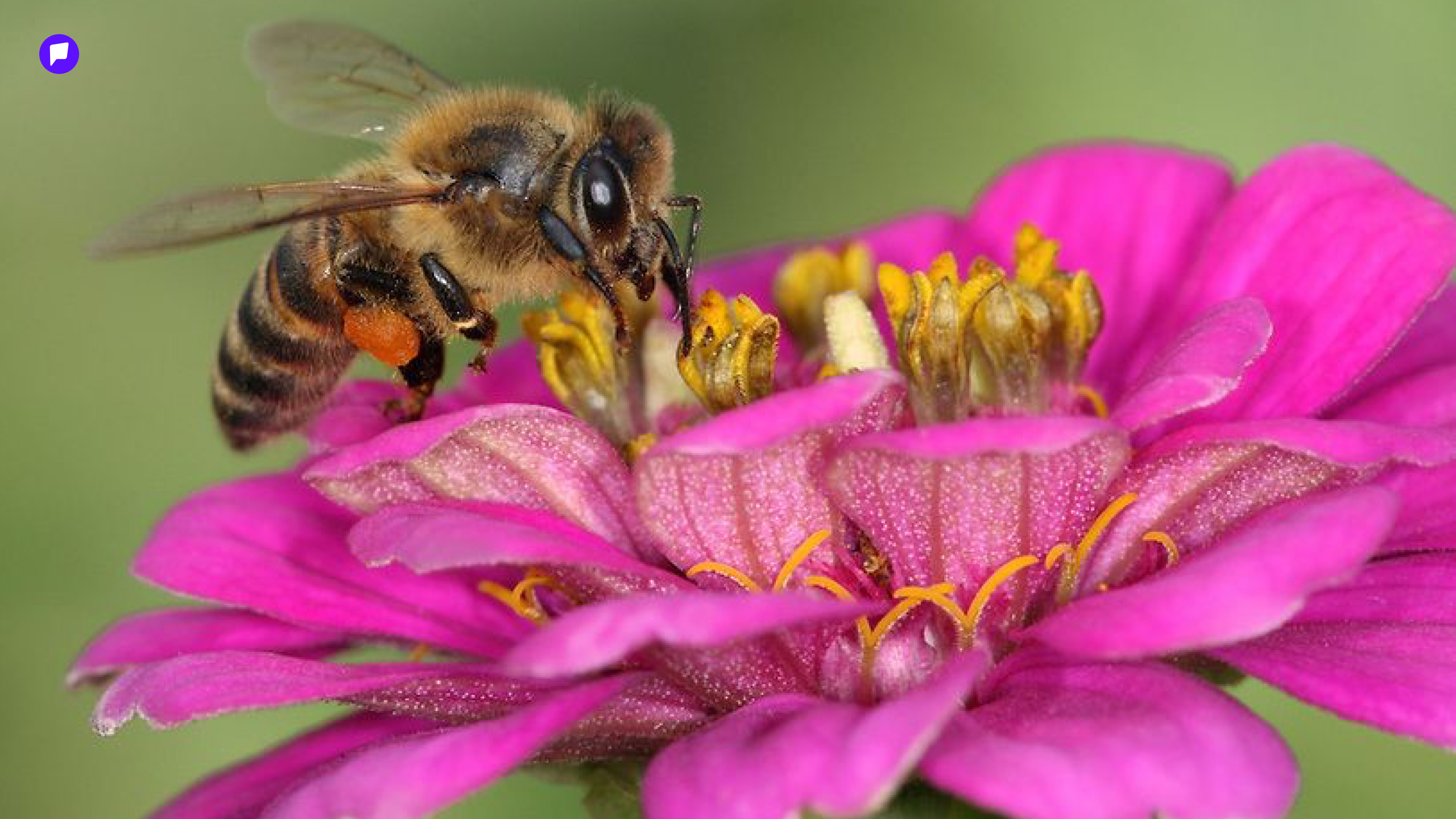 bee.jpg